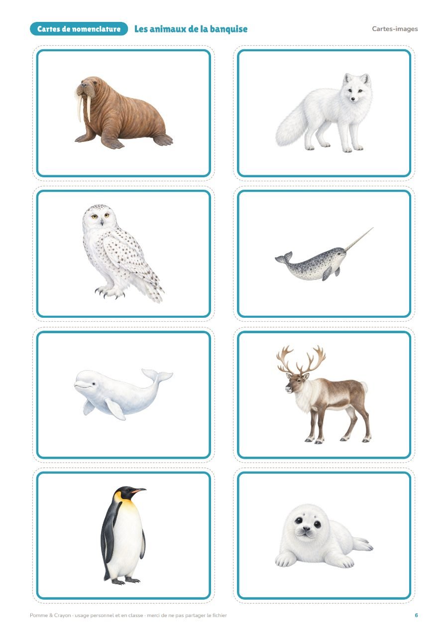 Les animaux de la banquise : Les cartes-images