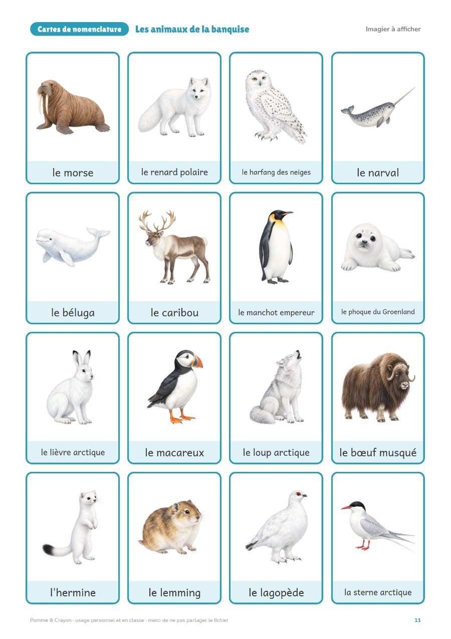 Les animaux de la banquise : L'imagier à afficher