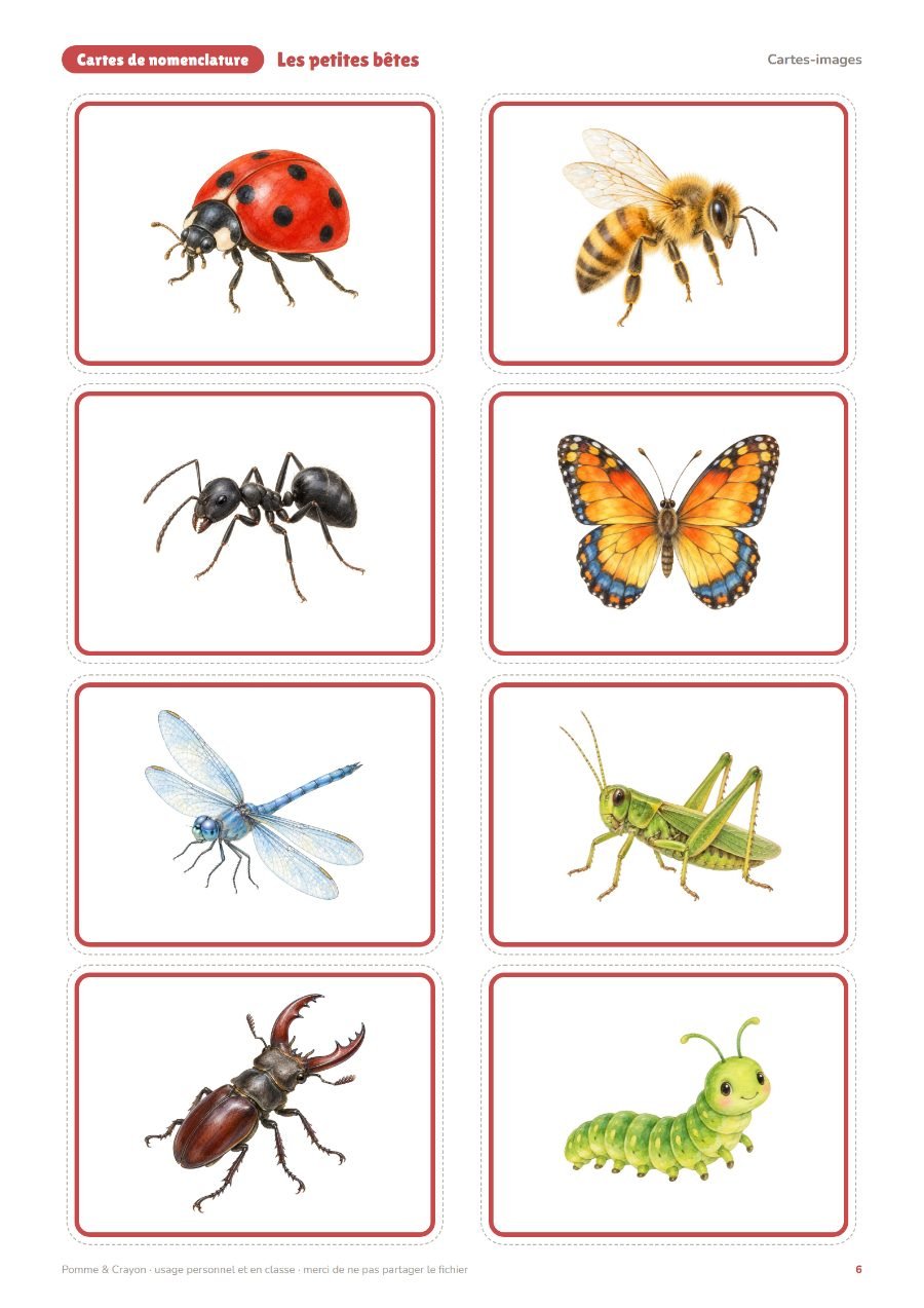 Les petites bêtes : Les cartes-images