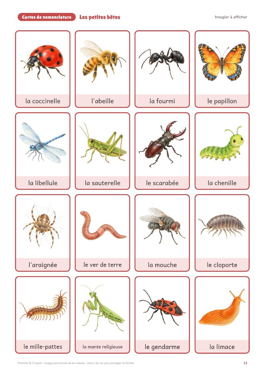 Les petites bêtes : L'imagier à afficher